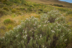 Eumorphia sericea robustior