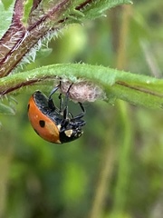 Dinocampus coccinellae paralysis virus
