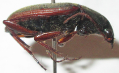 Chlaenius peringueyi