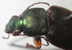 Chlaenius peringueyi