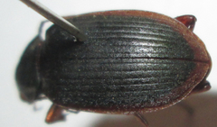 Chlaenius peringueyi