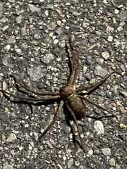 Heteropodinae