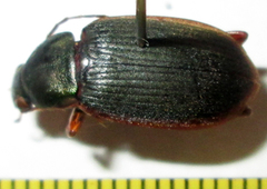 Chlaenius peringueyi