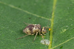 Mesopsocidae