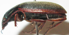 Chlaenius peringueyi