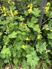 Chelidonium majus