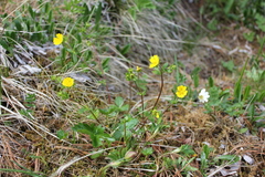 Potentilla gelida