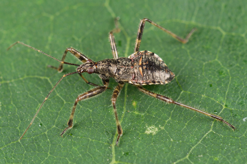 Žiaurioji Skerdblakė nuotrauka