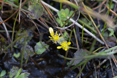 Ranunculus glabrifolius