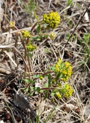 Euphorbia jenisseiensis