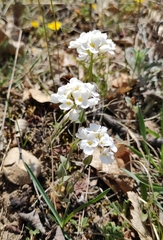 Noccaea cochleariformis