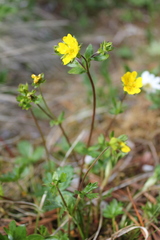 Potentilla gelida