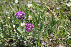 Oxytropis alpina