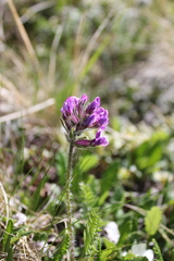 Oxytropis alpina