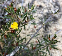 Phyllota remota
