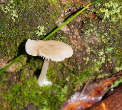 Entoloma albidosimulans