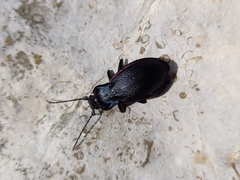 Carabus catenulatus