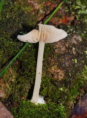 Entoloma albidosimulans