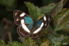 Dynamine serina