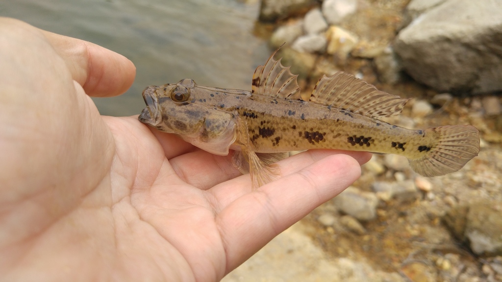 Olive flathead-goby (Glossogobius olivaceus) — Gobiidae