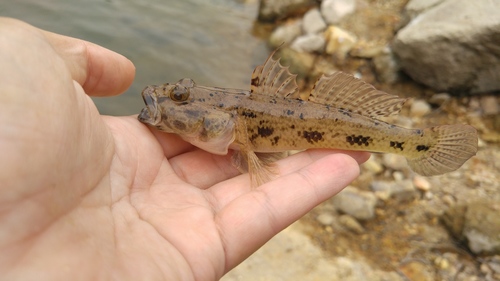 Olive flathead-goby (Glossogobius olivaceus) — Gobiidae