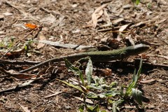 Timon lepidus ibericus