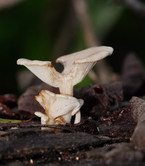 Clitocybe semiocculta