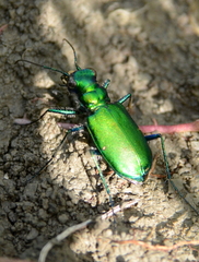 Cicindela denikei