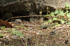 Timon lepidus ibericus