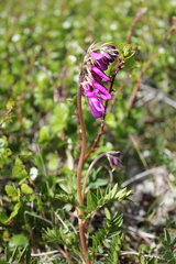 Hedysarum austrosibiricum