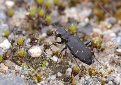 Cicindela longilabris