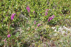 Hedysarum austrosibiricum