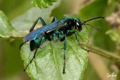 Anoplius fulgidus