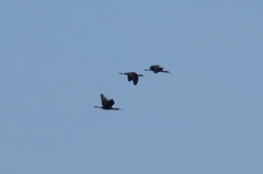 Plegadis falcinellus