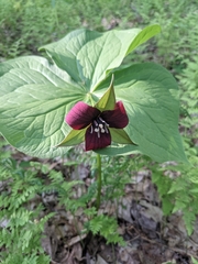 Trillium sulcatum