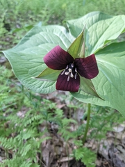 Trillium sulcatum