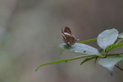 Abisara neophron