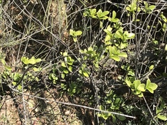 Psychotria serpens