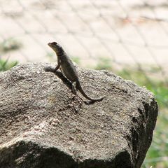 Tropidurus etheridgei