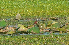 Actophilornis africanus