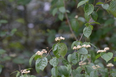 Viburnum plicatum