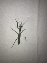 Austromantis albomarginata