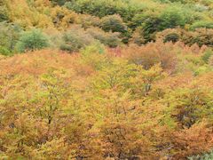 Nothofagus antarctica