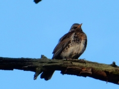 Turdus pilaris