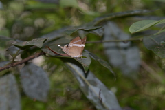 Abisara neophron