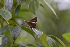 Abisara neophron