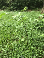 Aquilaria sinensis