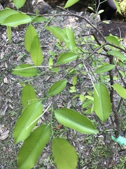 Aquilaria sinensis