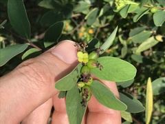 Wikstroemia indica