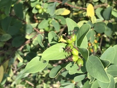 Wikstroemia indica
